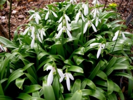 images/productimages/small/N223 GALANTHUS WORONOWIIdscn2771.jpg